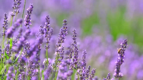 Spring lavender flowers under sunlight. Stock Footage 255124624