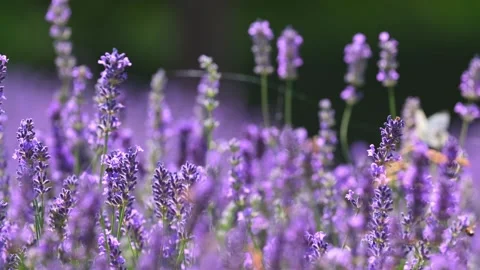 Spring lavender flowers under sunlight. Stock Footage 255124702