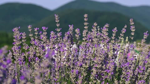 Spring lavender flowers under sunlight. Stock Footage 285551926