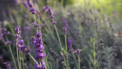 Spring lavender flowers under sunlight. Stockbeeldmateriaal 296086313