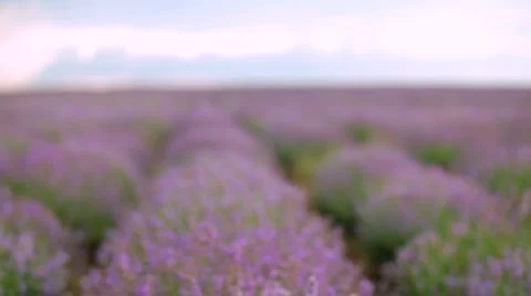 Spring lavender Stock Footage 1456374