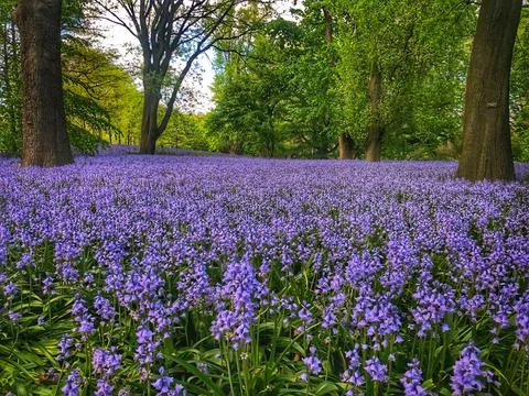 Spring Lavender 库存照片
