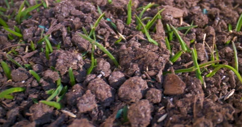 Spring lawn maintenance grass seed close-up Stock Footage 130545408