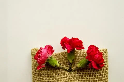 Spring layout for a creative greeting card, three pink carnations on a burlap Stock Photos