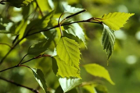 Spring leaf background Stock Photos