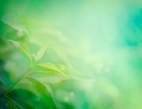 Spring leaf bokeh Stock Photos