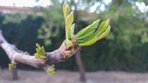 Spring leaf bud. Stock Photos