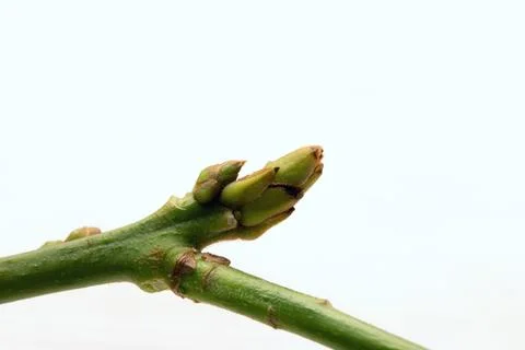 Spring leaf bud on tree sprout with new leaves isolated on white Stock Photos