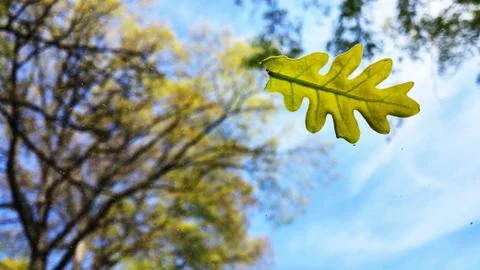 Spring Leaf on Car Window 스톡 사진