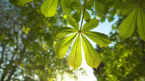 Spring leaf of chestnut Stock Footage 107122289