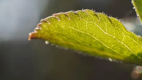 Spring leaf, nature wakes up after winter Stock Photos