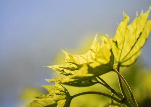 Spring leaf Stock Photos