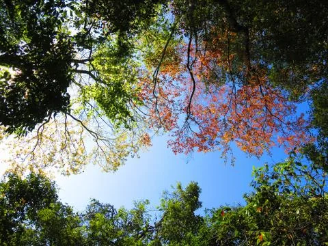 Spring leaf Stock Photos
