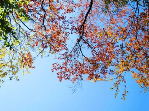 Spring leaf Stock Photos
