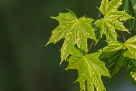 Spring leaf with sunshine Stock Photos