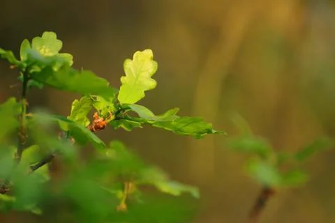 Spring leaf with sunshine Stock Photos