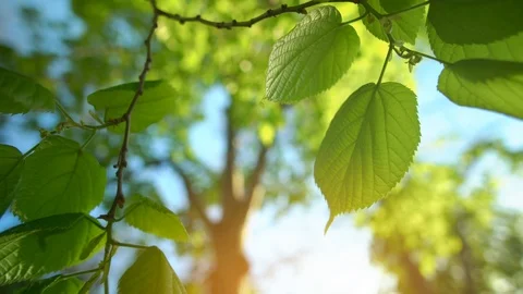 Spring leaf of tree  動画素材 109178722