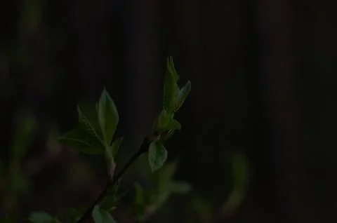 Spring, leaf, tree Stockfoto's