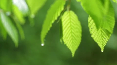 Spring Leafs after the Rain HD Stock Footage 41573022