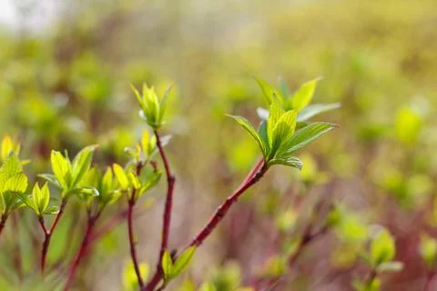 Spring leafs dissolve Stock-Fotos
