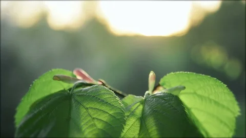 Spring leafs Stock-Footage 89504165