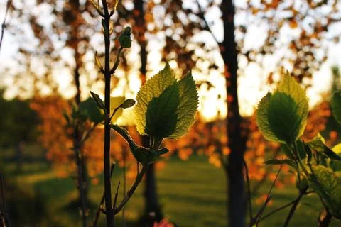 Spring leafs. Stock Photos