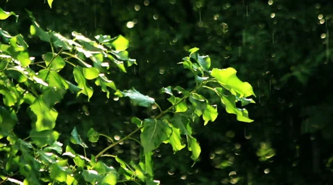 Spring leafs under the rain Stock Footage 39588124