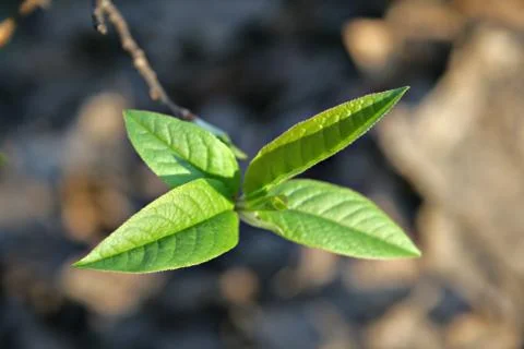 Spring leaves 3 Stock Photos