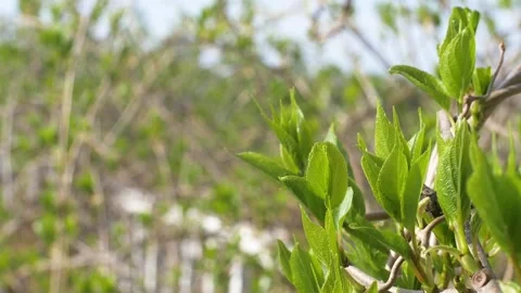 Spring. The leaves of the actinidia small kiwi bush have begun to bloom. Stock Footage 196795904