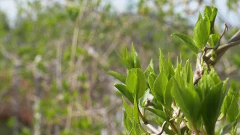Spring. The leaves of the actinidia small kiwi bush have begun to bloom. Stock Footage 196795905