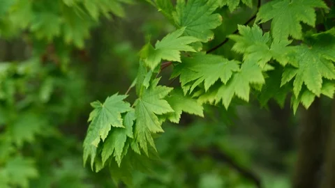 Spring leaves of Amur Maple Acer Japonicum in strong wind, 4K Stock Footage 107531073