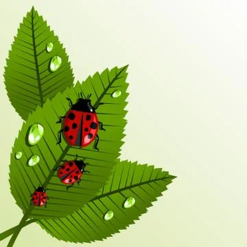 Spring leaves and beetle background Stock Illustration