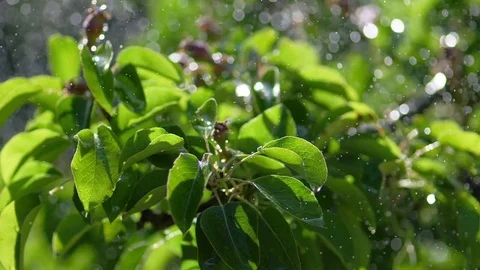 Spring leaves and drops of a rain. Slow motion Stock-Footage 76349980