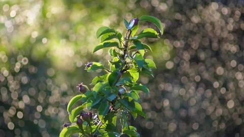 Spring leaves and drops of a rain. Slow motion 스톡 동영상 76350026