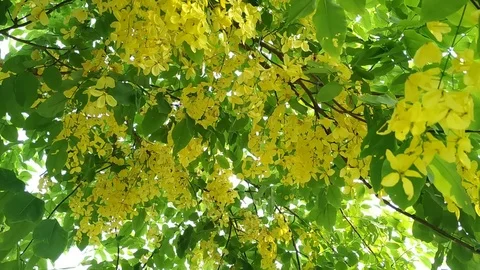 Spring Leaves and Flowers Stock Footage 127082964