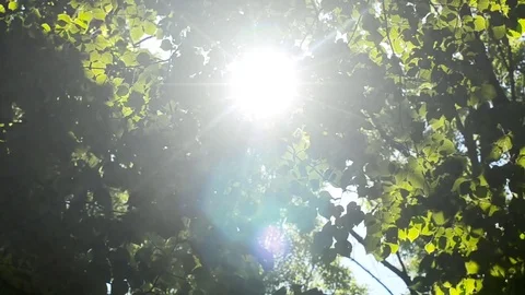 Spring leaves and sun. Stock Footage 79274312