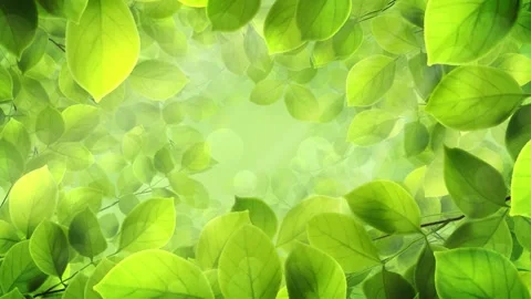Spring Leaves Background Vídeos de archivo 204146074
