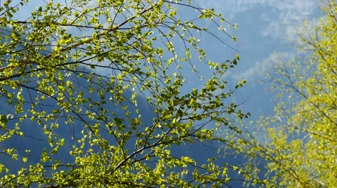 Spring leaves on a background of mountains Stock Footage 63451940