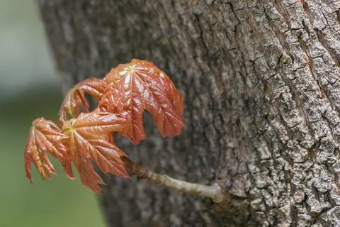 Spring leaves as a background Stock Photos