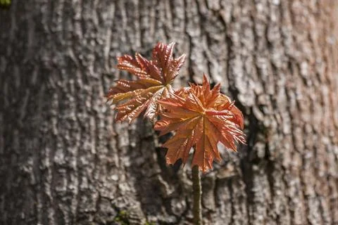 Spring leaves as a background Stock Photos