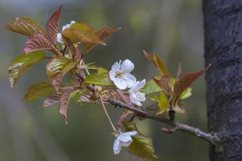 Spring leaves as a background Stock Photos
