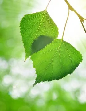 Spring leaves of birch Stock Photos