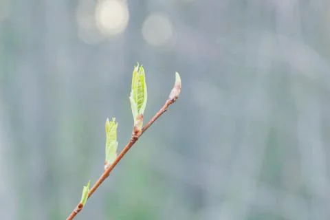 Spring leaves bloom on a branch. spring as 스톡 사진