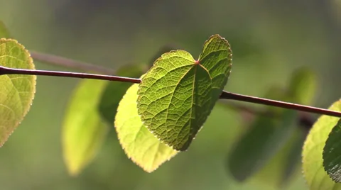 Spring leaves on a  branch Stock Footage 37178218