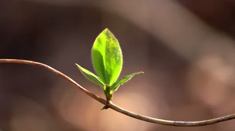 Spring leaves on a  branch in forest Stock Footage 36227317