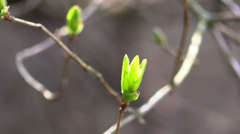 Spring leaves on a  branch in a forest Stock Footage 36267714