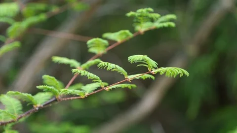 Spring leaves on branch tip of Dawn Redwood tree in mild wind, 4K 스톡 동영상 106948505