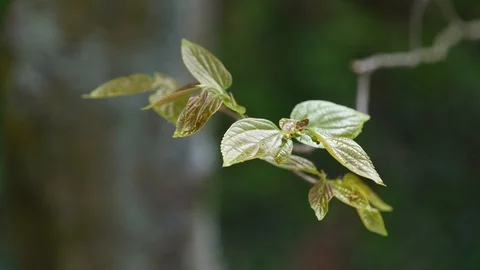 Spring leaves of Chinese Hackberry Celtis Sinensis in light wind, 4K Stock Footage 106952221