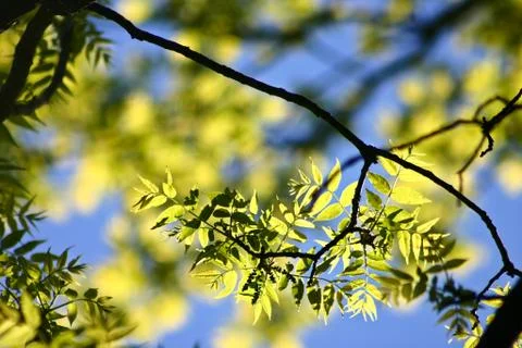 Spring leaves closeup Stock Photos