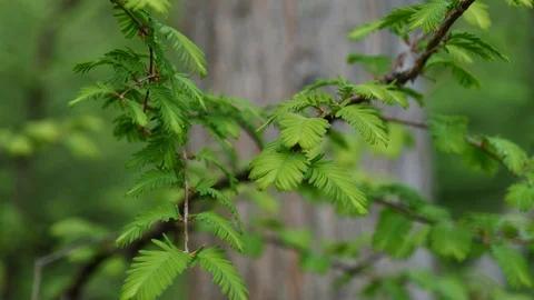 Spring leaves of Dawn Redwood tree in mild spring wind, 4K Stock Footage 106948487